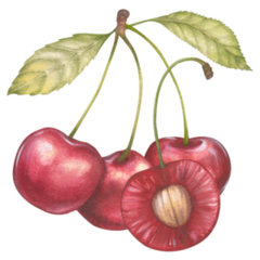 Watercolor Cherries Sticker