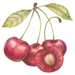 Watercolor Cherries Sticker