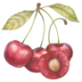 Watercolor Cherries Sticker
