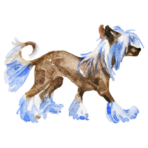 Watercolor Chinese Crested Sticker
