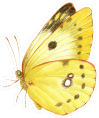 Watercolor Clouded Yellow Butterfly Sticker