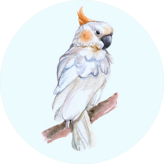 Watercolor Cockatoo Bird Animal On A White Background Sticker