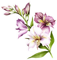 Watercolor Composition Of Lily Flowers Sticker