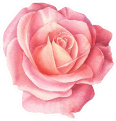 Watercolor Coral Rose Flower Sticker