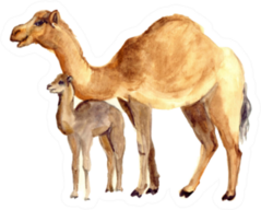 Watercolor Cute Camel With Baby Sticker