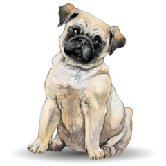 Watercolor Cute Pug Sticker