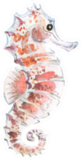 Watercolor Cute Seahorse Illustration Sticker