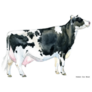 Watercolor Dairy Cow Illustration Sticker