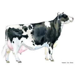 Watercolor Dairy Cow Illustration Sticker