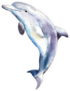 Watercolor Dolphin,  Hand-drawn Illustration Sticker