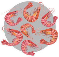 Watercolor Drawing Shrimp Design Sticker