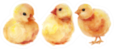 Watercolor Easter Chickens Sticker