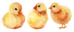 Watercolor Easter Chickens Sticker