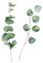 Watercolor Eucalyptus Round Leaves And Branches Sticker