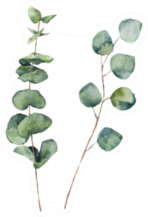 Watercolor Eucalyptus Round Leaves And Branches Sticker