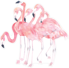 Watercolor Flamingos In Big Group Sticker