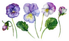 Watercolor Floral Collection Realistic Pansy Flowers Sticker