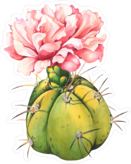 Watercolor Flowering Cactus Sticker