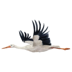Watercolor Flying White Stork Sticker