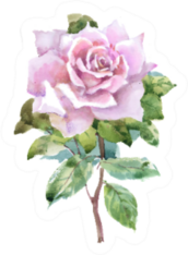 Watercolor Garden Rose Pink Isolated On White Sticker