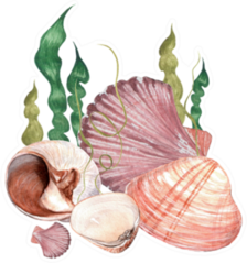 Watercolor Gentle Seashells Illustration Sticker
