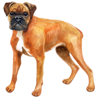 Watercolor German Boxer Sticker
