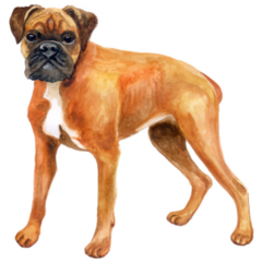 Watercolor German Boxer Sticker