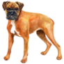 Watercolor German Boxer Sticker