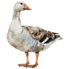 Watercolor Goose Bird Sticker
