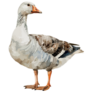 Watercolor Goose Bird Sticker