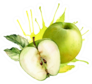 Watercolor Green Apple Fruit Sticker