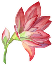 Watercolor Hand-drawn Pink Flower Blossom Lily Sticker