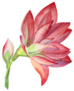 Watercolor Hand-drawn Pink Flower Blossom Lily Sticker
