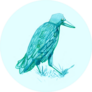Watercolor Hand Drawn Turquoise Crow Sticker