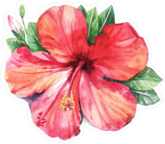 Watercolor Hibiscus Flower Sticker