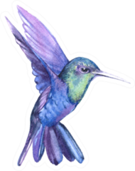 Watercolor Hummingbird  Bird Animal Illustration Sticker