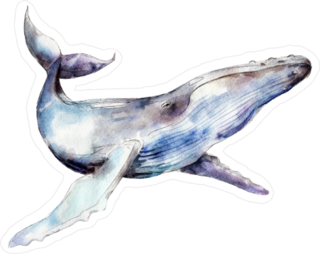 Watercolor Humpback Whale Sticker