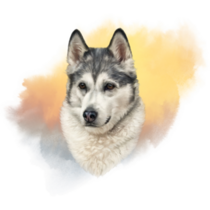 Watercolor Husky Sticker