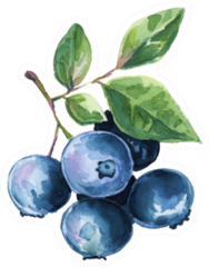 Watercolor Illustration Blueberries Sticker