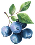 Watercolor Illustration Blueberries Sticker