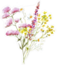 Watercolor Illustration Bouquet Of Wild Flowers Sticker