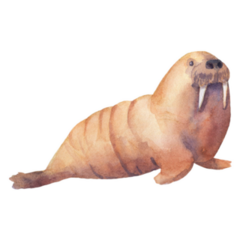 Watercolor Illustration Northern Walrus Sticker