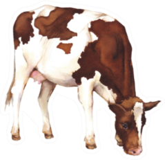 Watercolor Illustration Of A Cow Farm Animal Sticker
