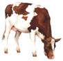 Watercolor Illustration Of A Cow Farm Animal Sticker