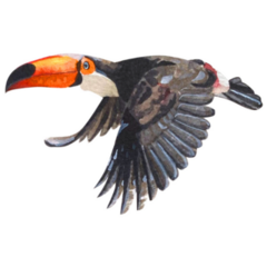 Watercolor Illustration Of A Flying Toucan Sticker