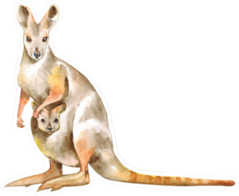 Watercolor Illustration Of A Kangaroo Sticker