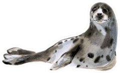 Watercolor Illustration Of A Spotted Seal Sticker