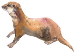 Watercolor Illustration Of An Otter Sticker