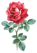 Watercolor Illustration Of Rose Flower Red Sticker