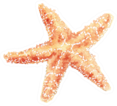 Watercolor Illustration Of Starfish Sticker